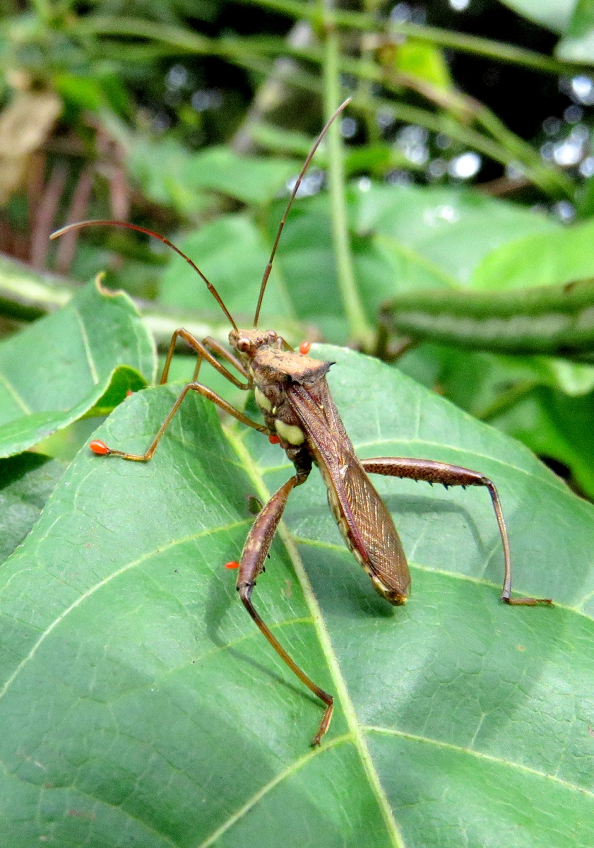 Broadheaded Bugs (Riptortus linearis) Bali Wildlife