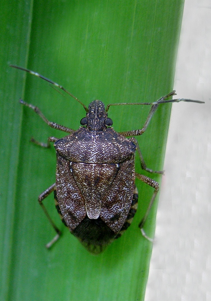 Brown Marmorated Stink Bug (Halyomorpha Halys) - Bali Wildlife