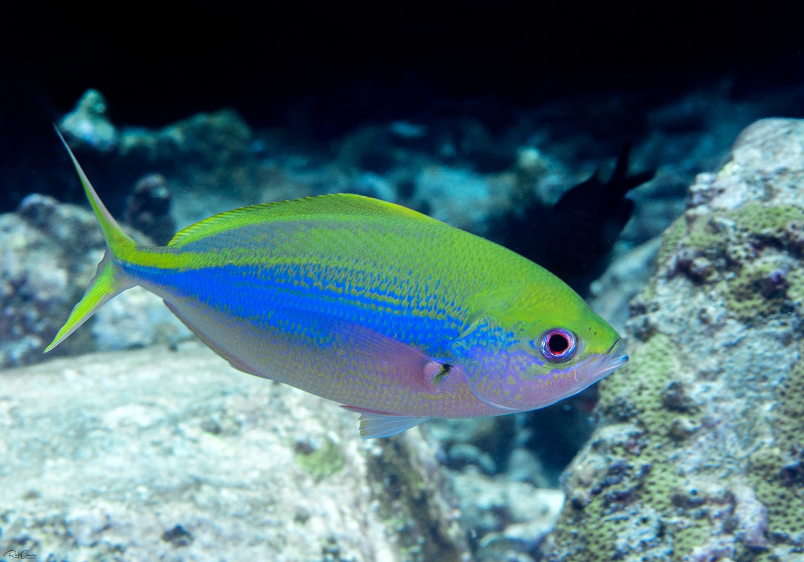 Yellowback Fusilier Caesio Xanthonota Bali Wildlife