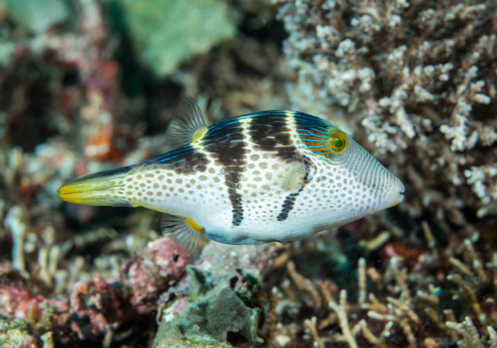 Blacksaddle Toby (Canthigaster valentini) - Bali Wildlife