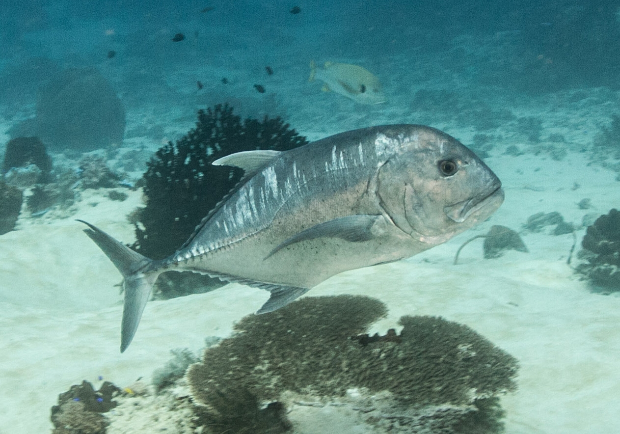 Giant Trevally Caranx Ignobilis Bali Wildlife