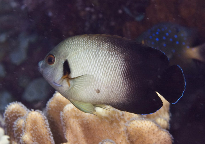 Pearlscale Angelfish (Centropyge vrolikii) - Bali Wildlife