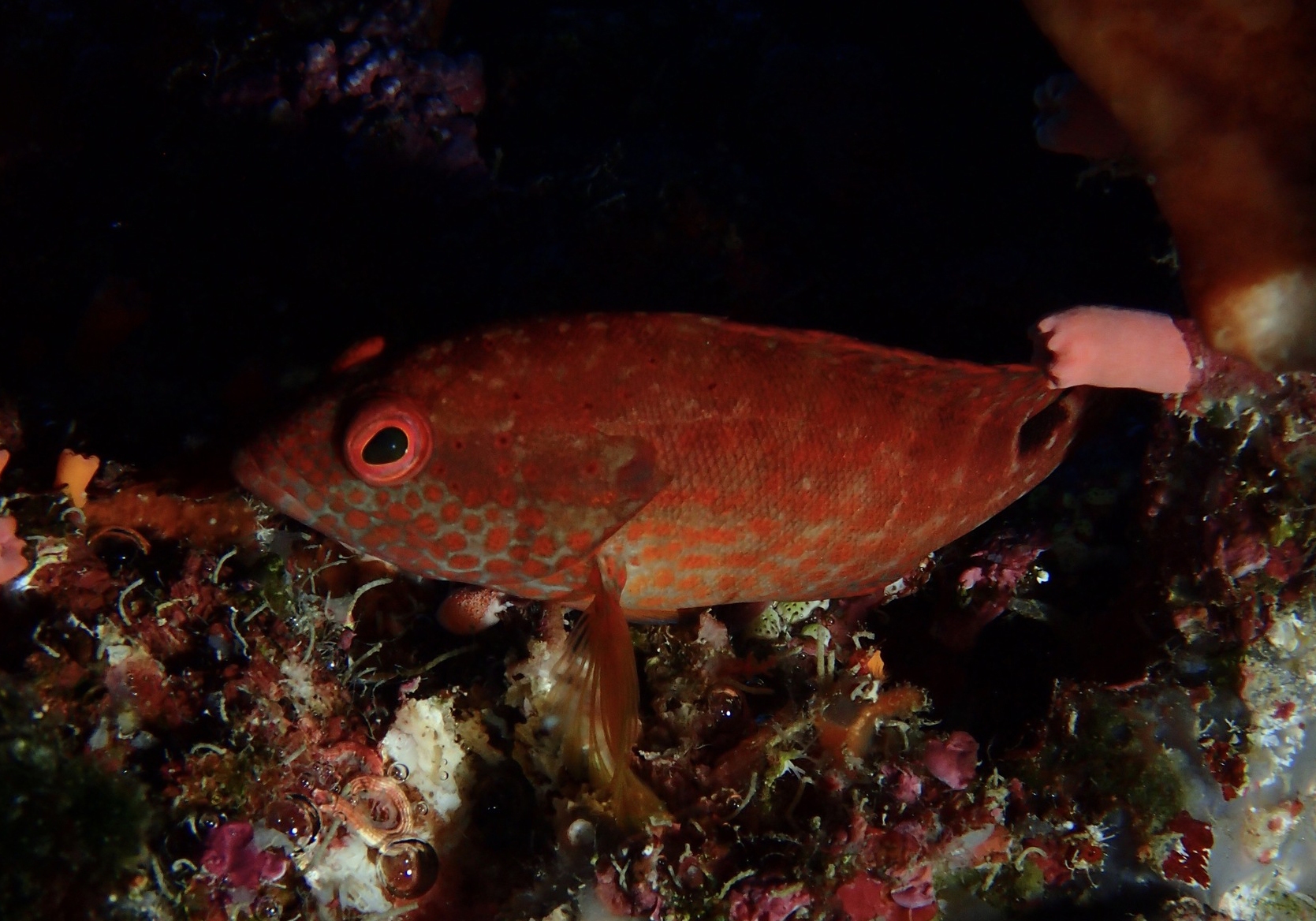 Leopard Cod Leopard Rockcod (Cephalopholis leopardus) - Bali Wildlife