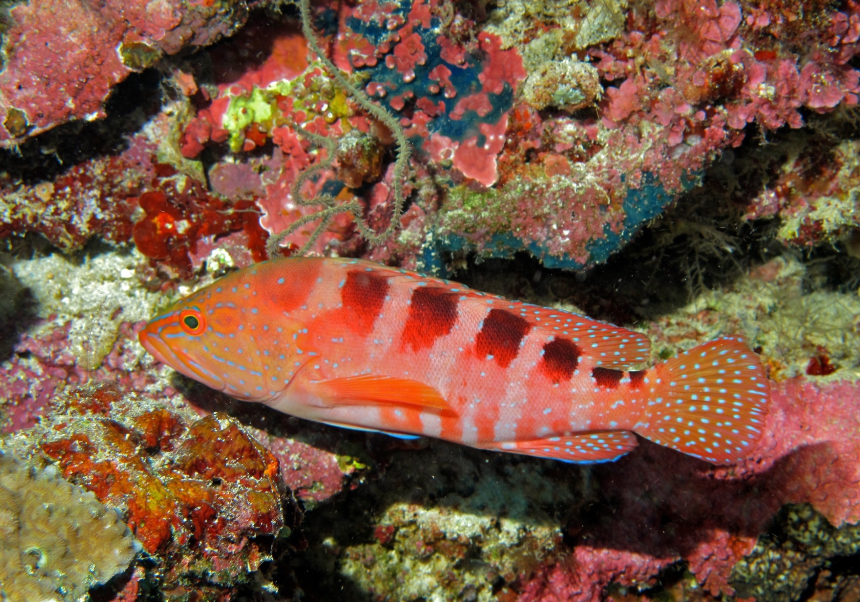 Saddle Grouper (Cephalopholis sexmaculata) - Bali Wildlife