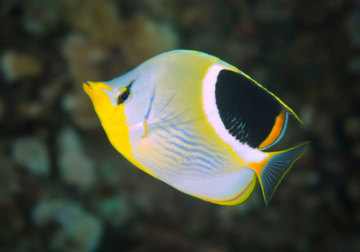 Saddle Butterflyfish (Chaetodon ephippium) - Bali Wildlife