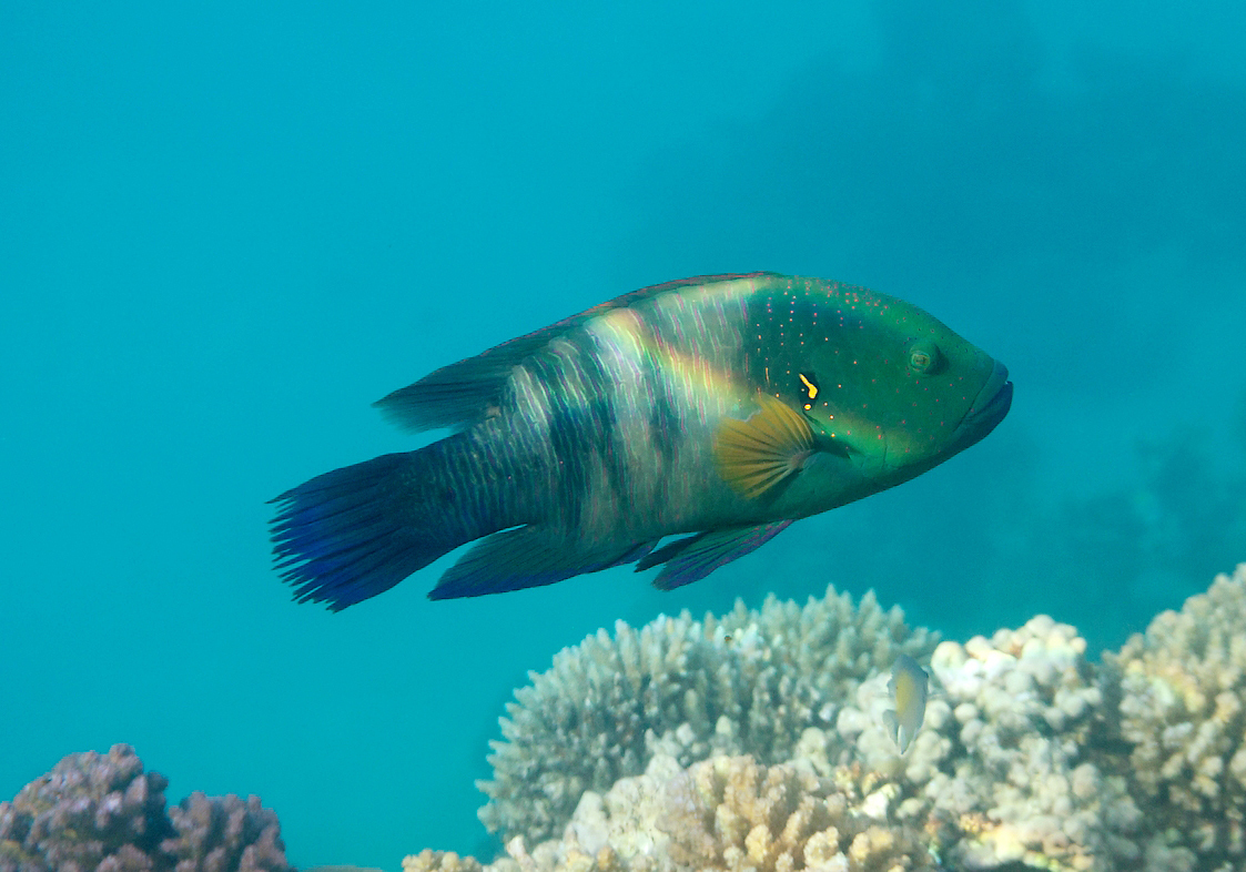Broomtail Wrasse (Cheilinus lunulatus) Bali Wildlife