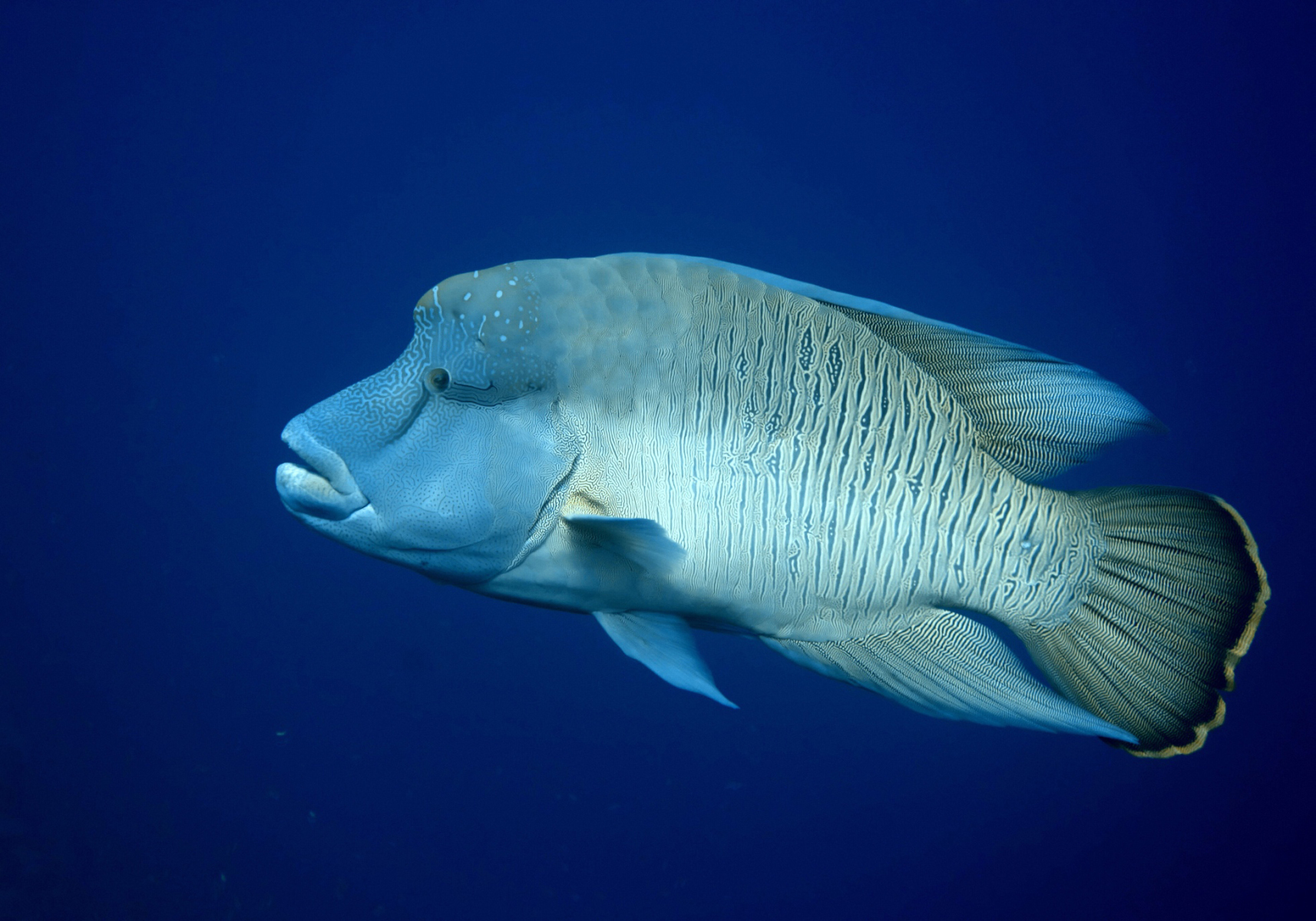 Napoleon Wrasse Cheilinus Undulatus Bali Wildlife Napoleon Wrasse Cheilinus Undulatus Bali Wildlife