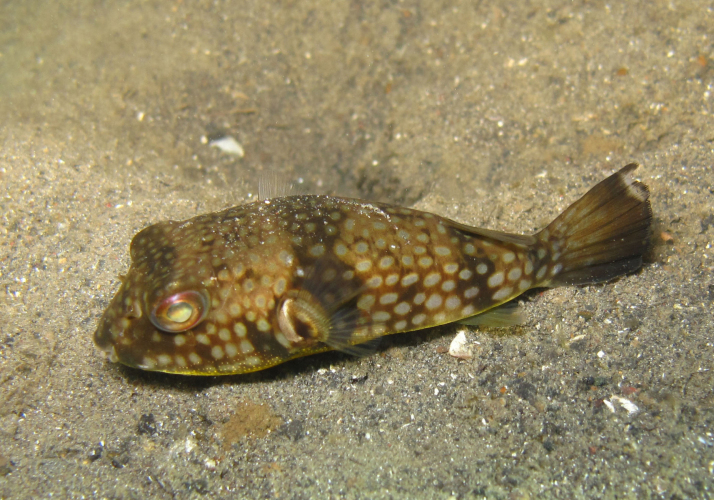Milkspot Toadfish (Chelonodontops patoca) Bali Wildlife
