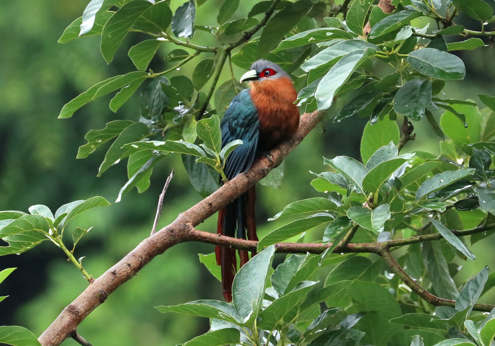 Chestnut-Breasted Malkoha (Phaenicophaeus curvirostris) - Bali Wildlife