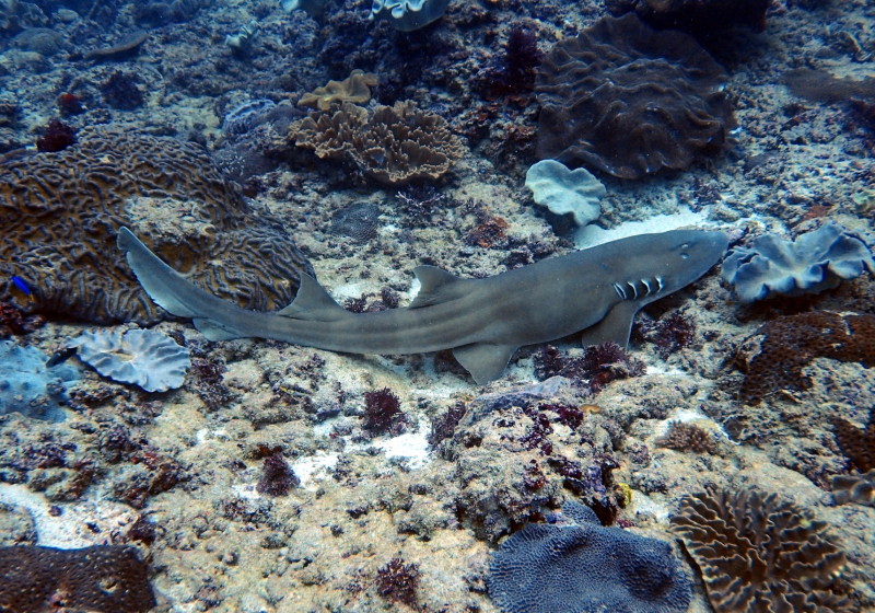 Brownbanded Bamboo Shark (Chiloscyllium punctatum) Bali Wildlife