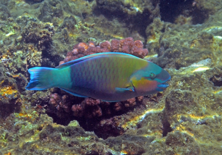 Indian Bullethead Parrotfish (Chlorurus sordidus) - Bali Wildlife