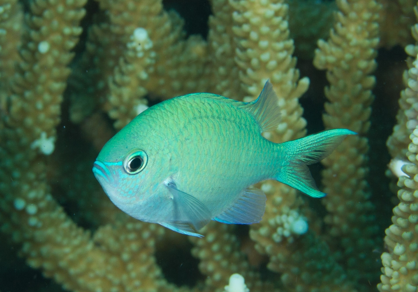 Blue-green Chromis (Chromis viridis) - Bali Wildlife