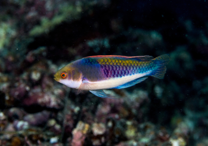 Blueside Wrasse (Cirrhilabrus cyanopleura) - Bali Wildlife