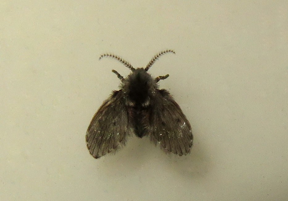 Bathroom Moth Fly (Clogmia albipunctata) - Bali Wildlife