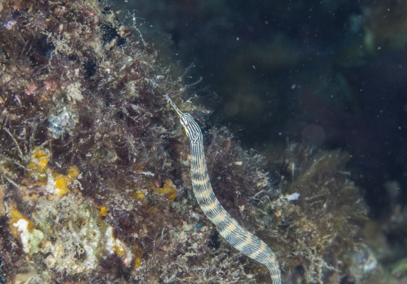 Network Pipefish (Corythoichthys flavofasciatus)