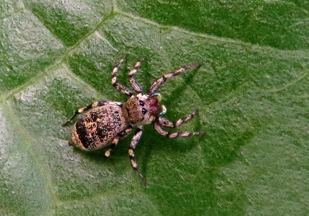 Sea-green Northern Jumper (Cosmophasis thalassina) - Bali Wildlife