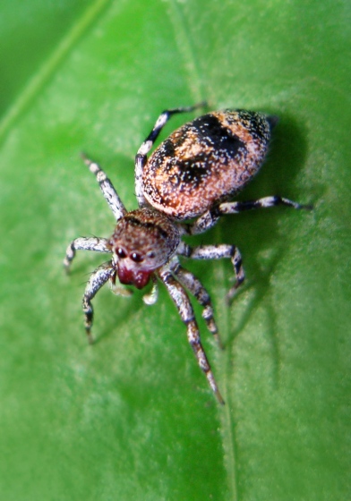 Sea-green Northern Jumper (Cosmophasis thalassina) - Bali Wildlife