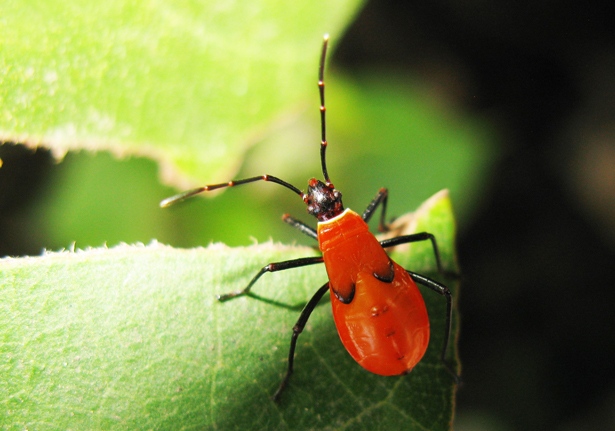 Cotton stainer bugs (Dysdercus decussatus) - Bali Wildlife