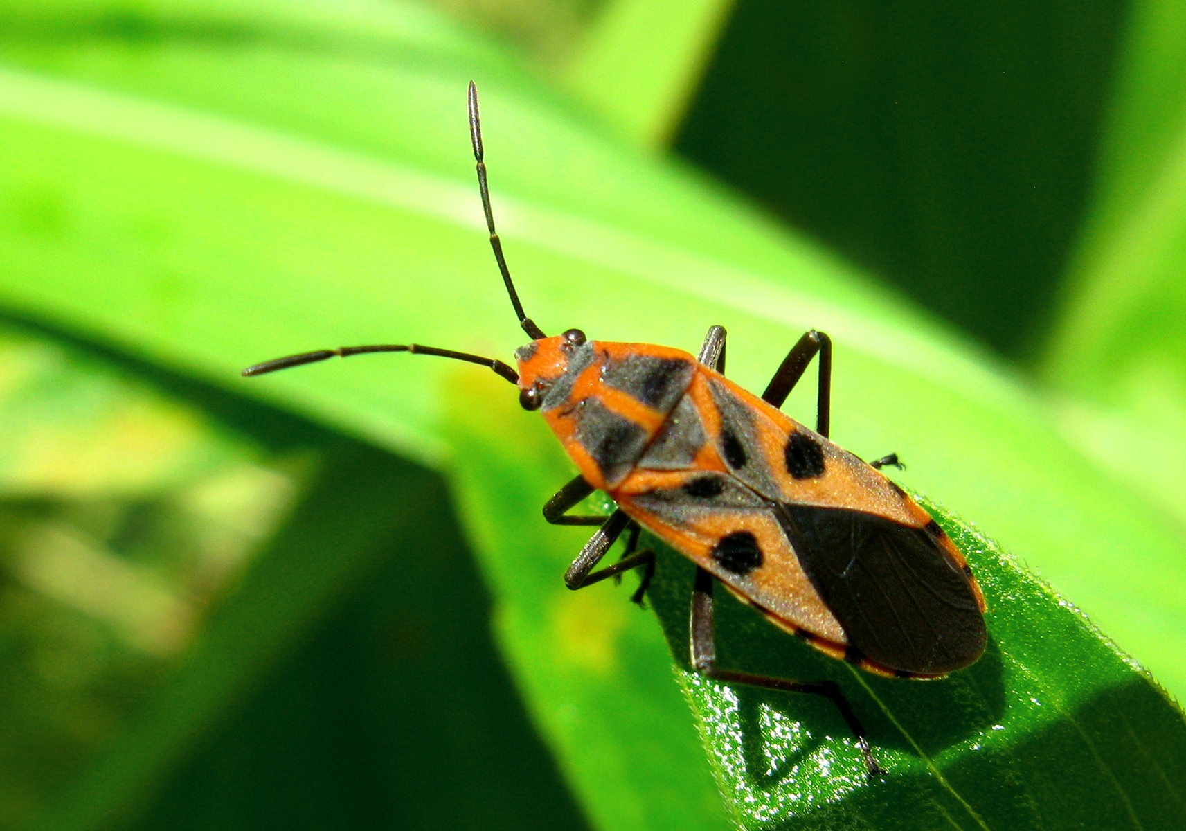 Darth Maul Bug (Spilostethus hospes) Bali Wildlife