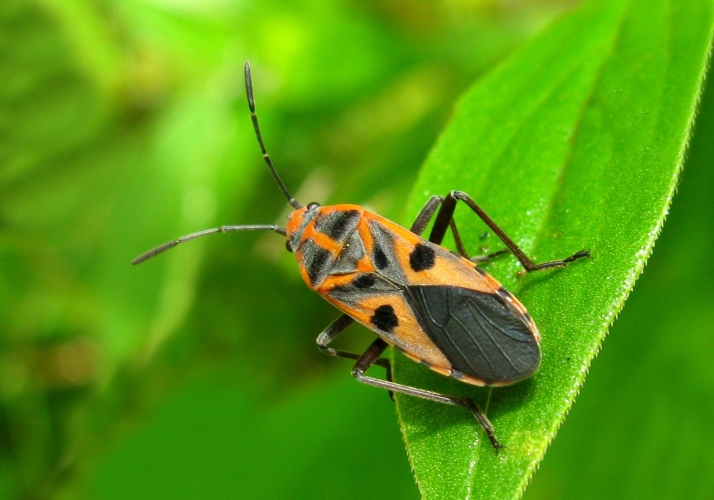 Darth Maul Bug (Spilostethus hospes) - Bali Wildlife