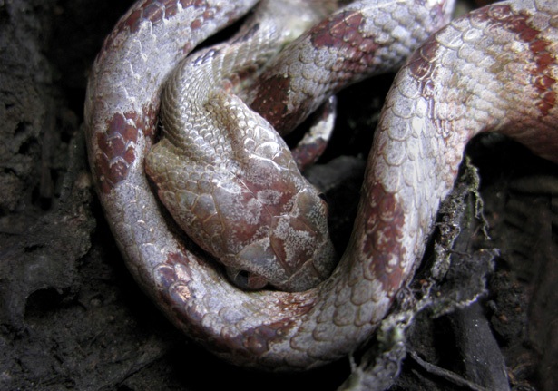 Ular vaginadan chiqib ketishadi Ular vaginadan chiqib ketishadi