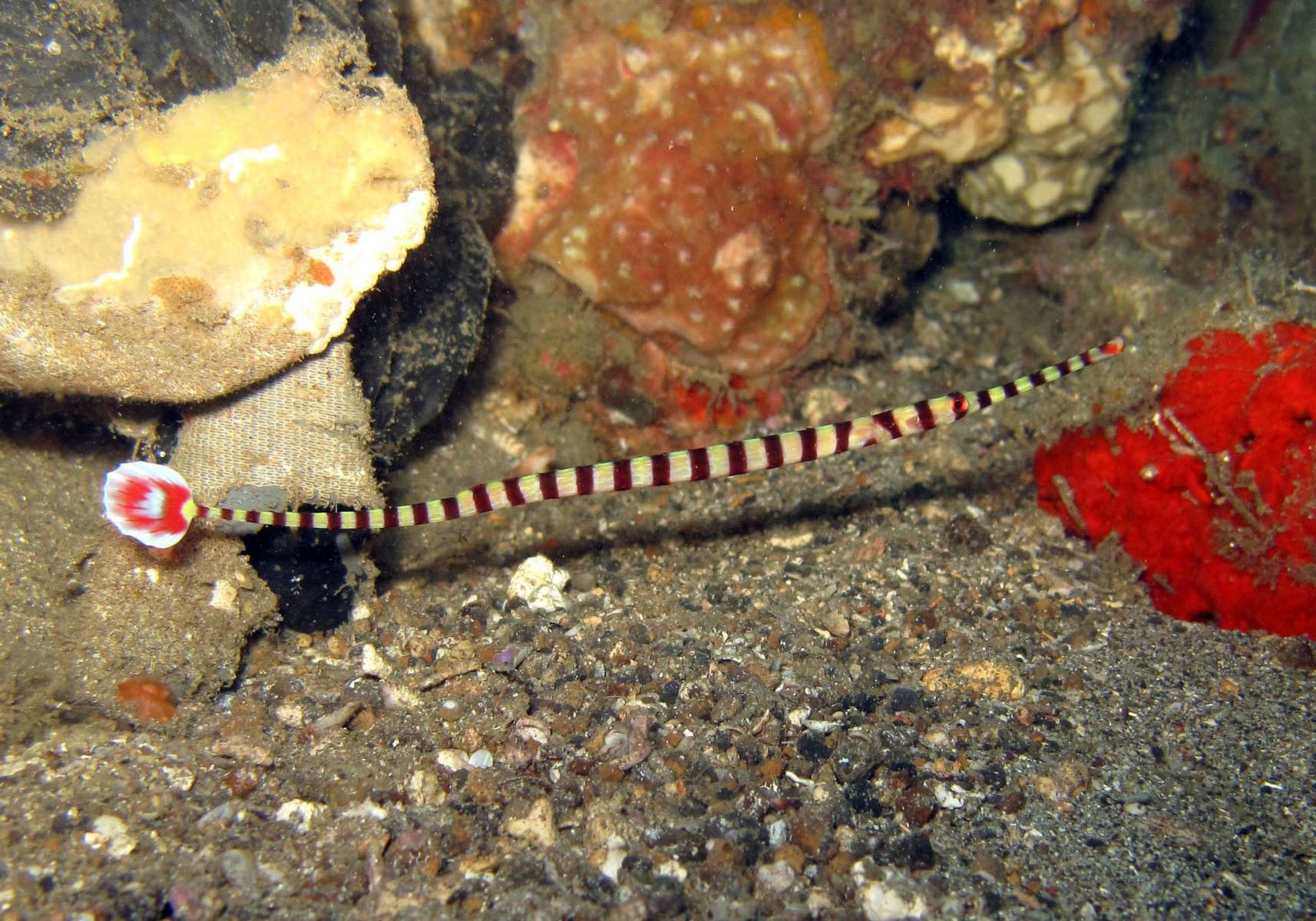 Banded Pipefish (Dunckerocampus Dactyliophorus) - Bali Wildlife