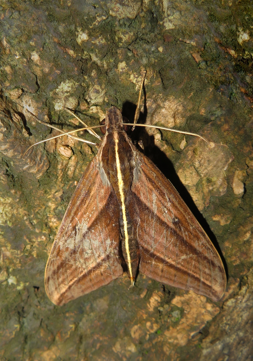 Macroglossine Sphinx Moths (Elibia dolichus) Bali Wildlife