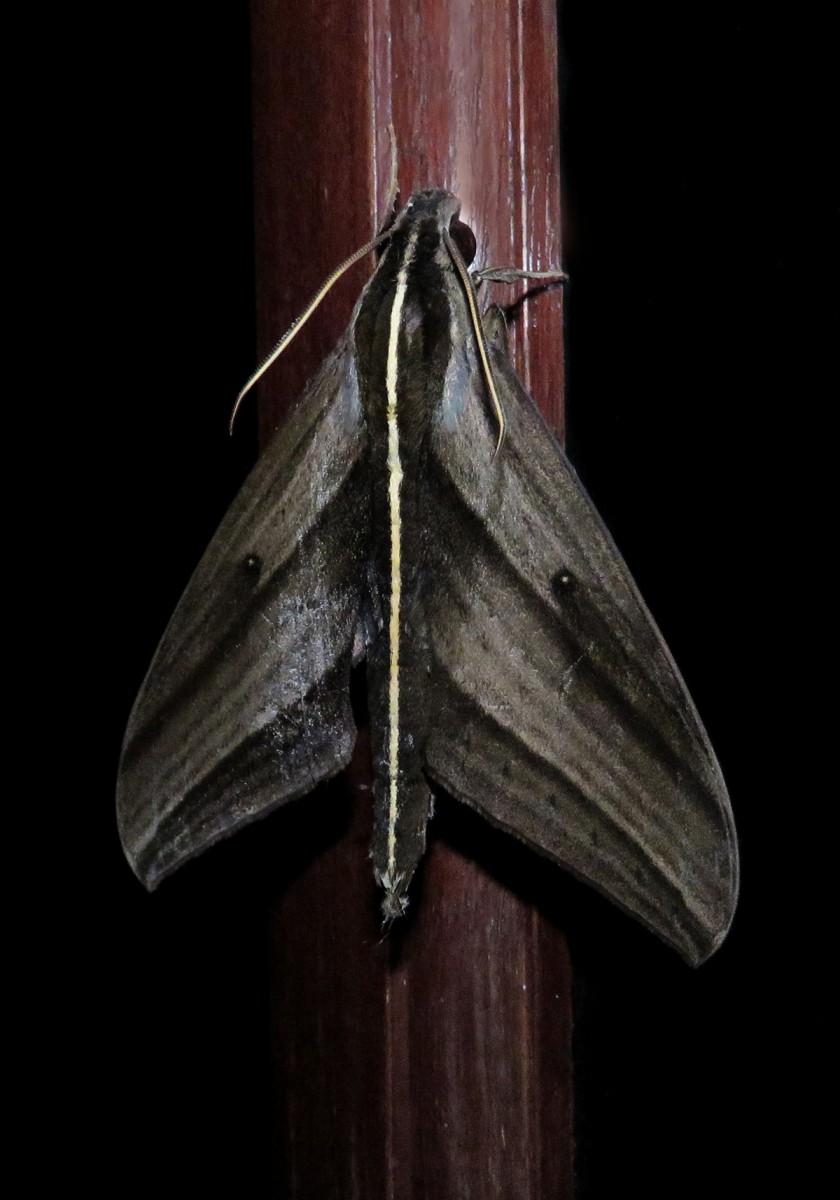 Macroglossine Sphinx Moths (Elibia dolichus) Bali Wildlife