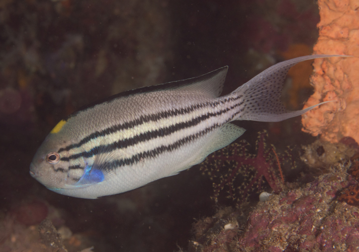Lamarck's Angelfish main image 1