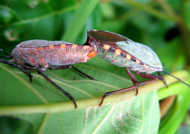 Giant Shield Bug Pycanum Alternatum Bali Wildlife