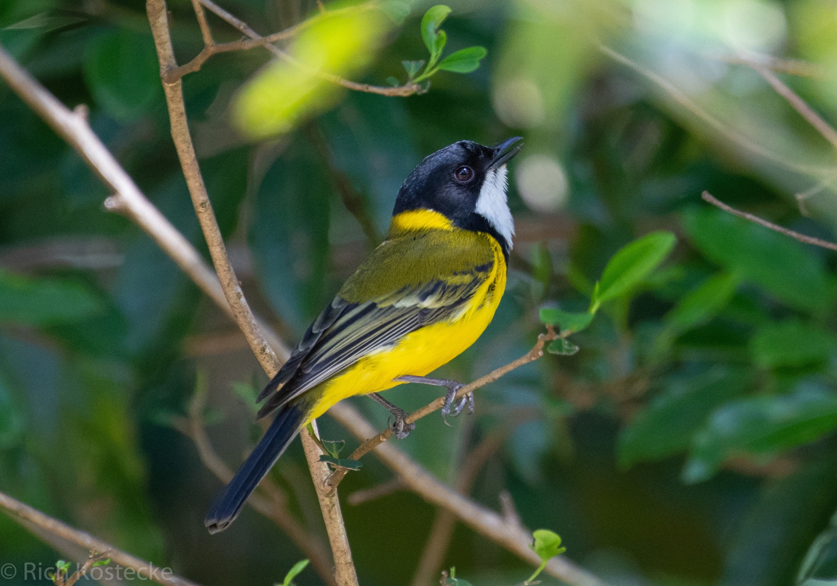 Golden Whistler (Pachycephala pectoralis) - Bali Wildlife