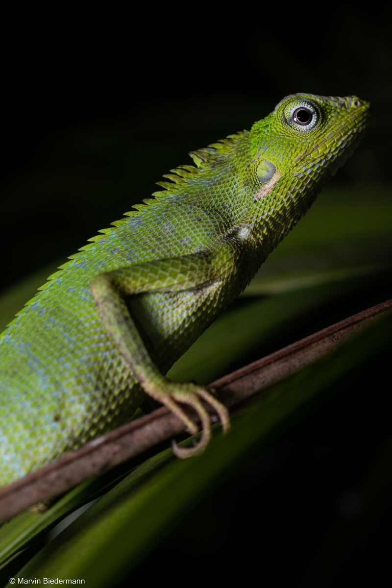 Oksana Fedorova sexy