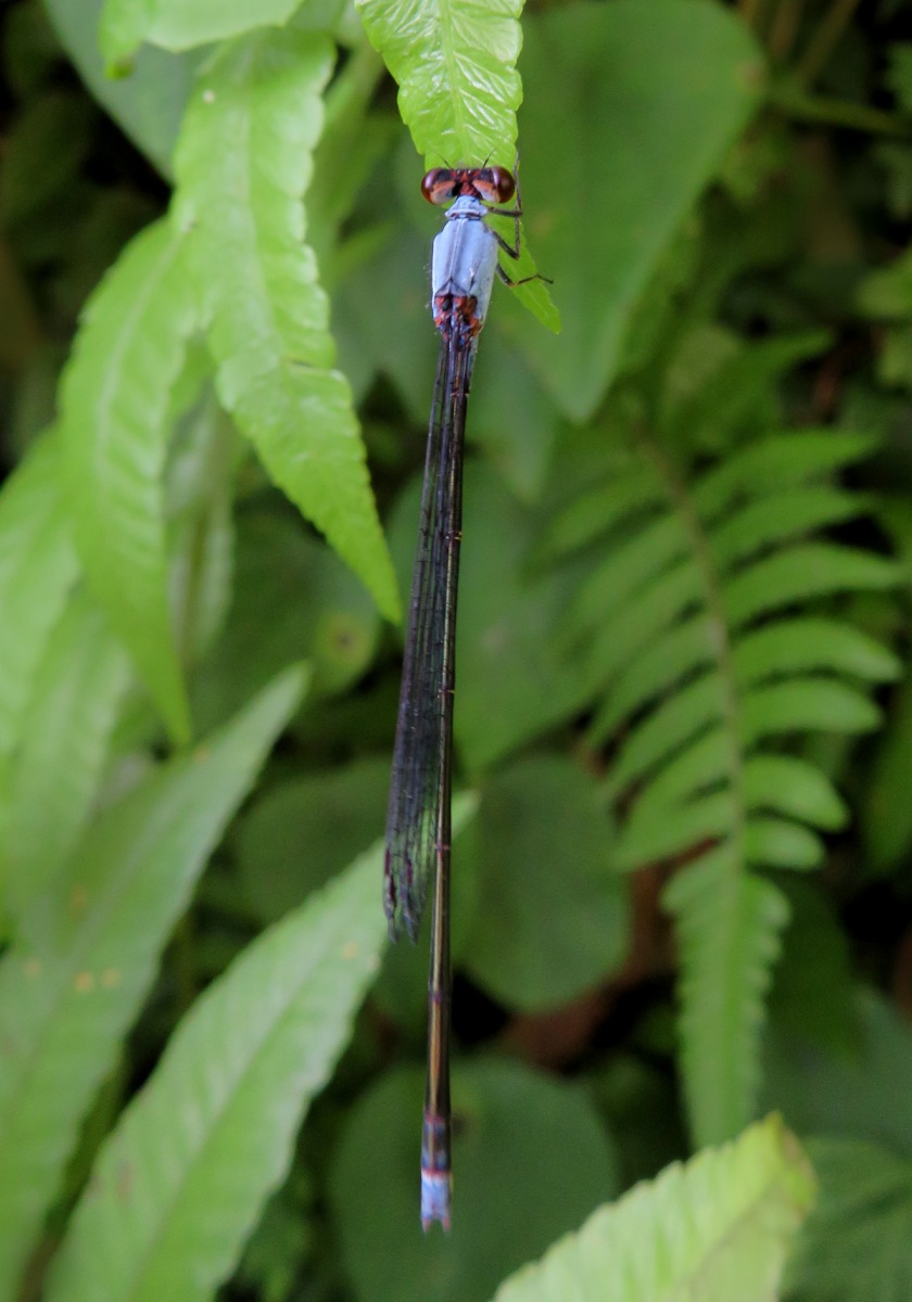 Grey Sprite (Pseudagrion pruinosum) - Bali Wildlife
