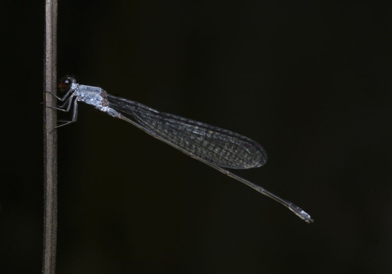 Grey Sprite (Pseudagrion pruinosum) - Bali Wildlife