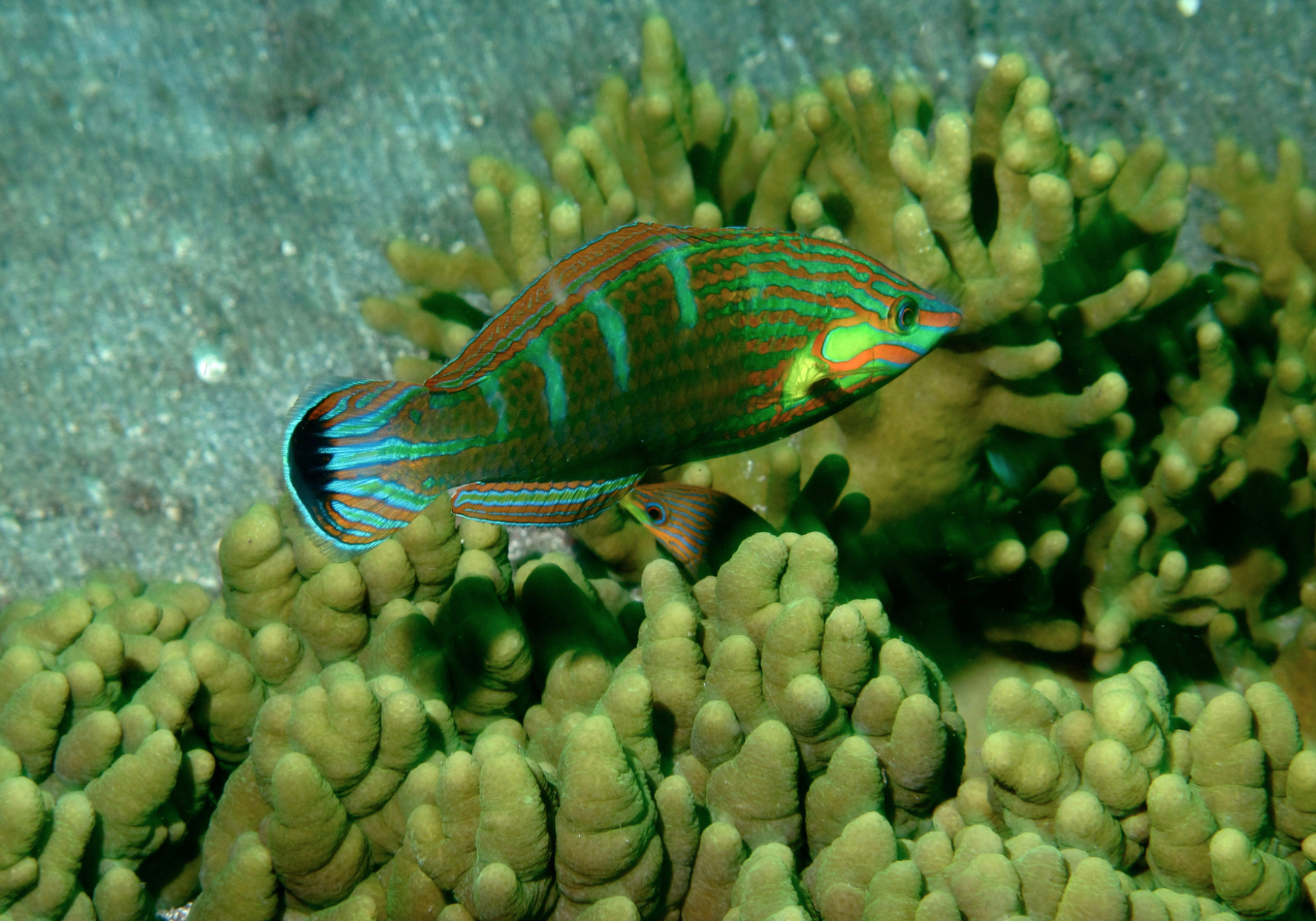 Pinstriped Wrasse (Halichoeres melanurus) Bali Wildlife