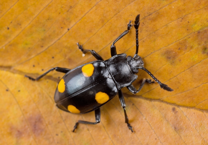 Handsome Fungus Beetle (Eumorphus bulbosus) - Bali Wildlife