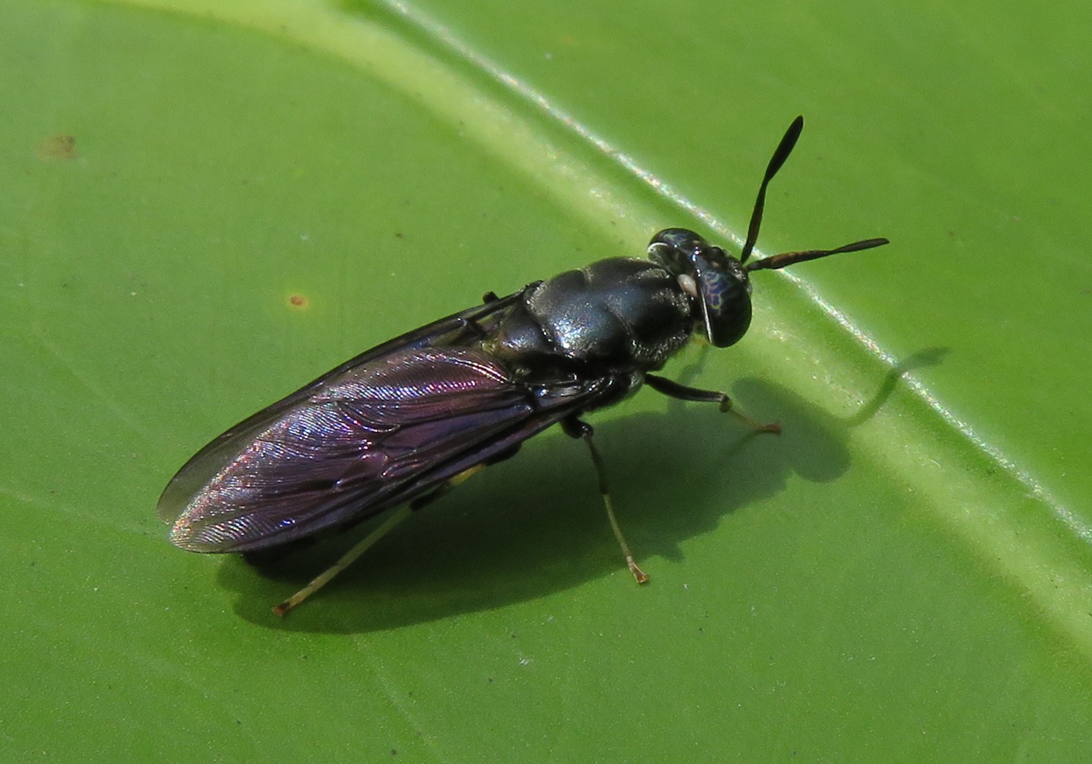 Black Soldier Fly (Hermetia illucens) - Bali Wildlife