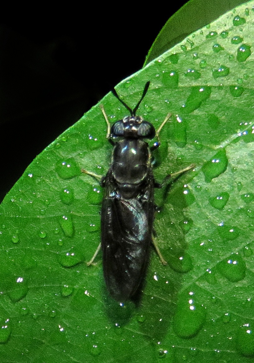 Black Soldier Fly (Hermetia illucens) - Bali Wildlife