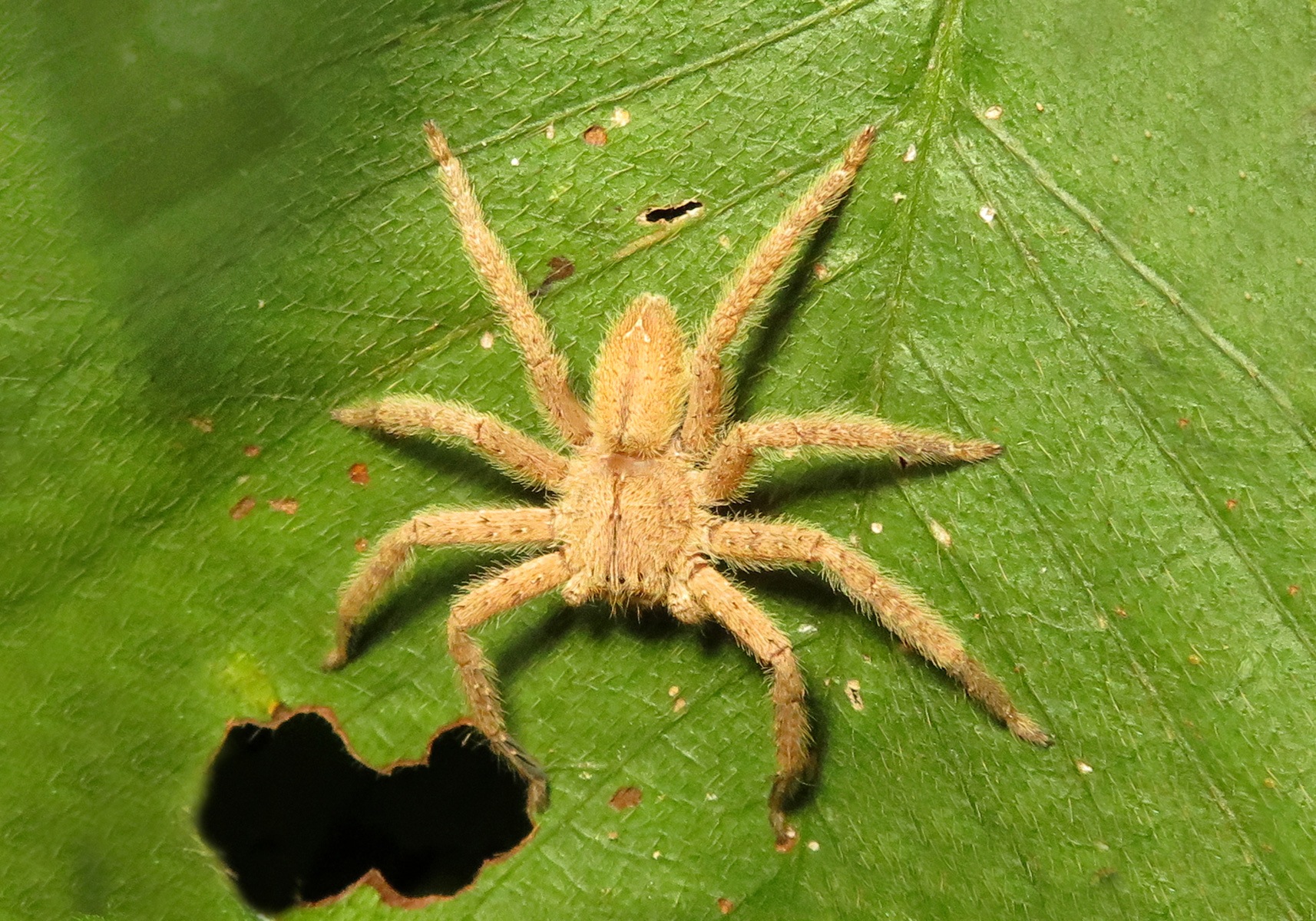 Huntsman Spiders (Heteropoda javana) Bali Wildlife