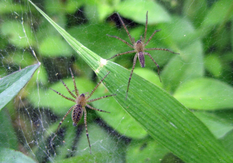 Lawn Wolf Spider (Hippasa holmerae) Bali Wildlife