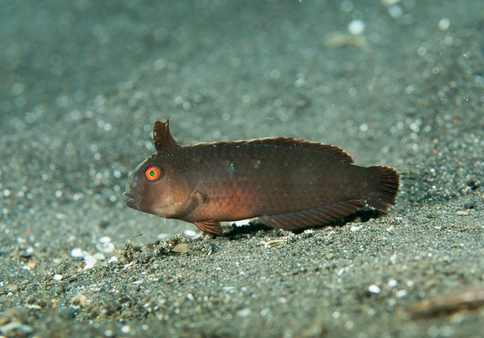 Whitepatch Razorfish (Iniistius aneitensis) Bali Wildlife