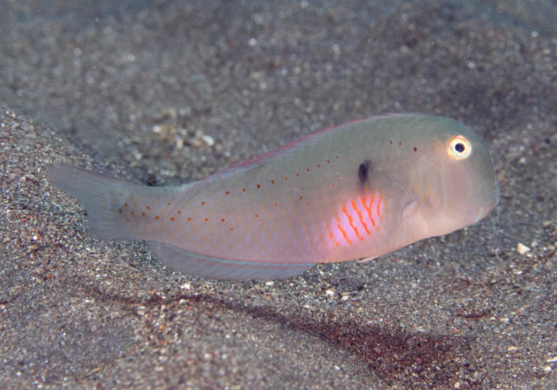 Fivefinger Razorfish (Iniistius pentadactylus) - Bali Wildlife