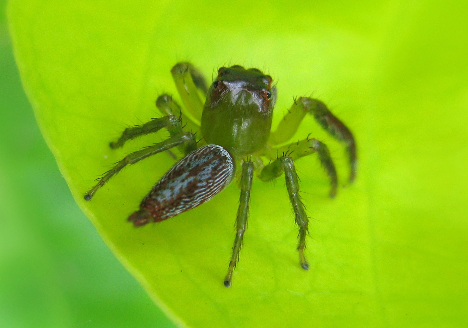 Jumping Spiders (Artabrus erythrocephalus) Bali Wildlife