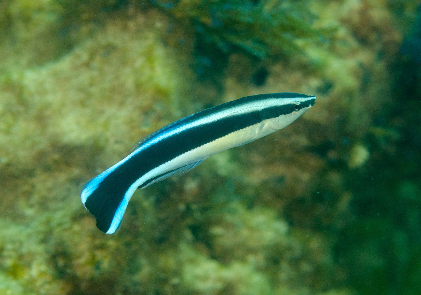 Bluestreak Cleaner Wrasse (Labroides dimidiatus) Bali Wildlife