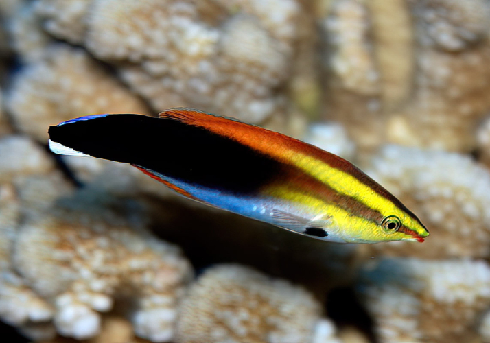 Labroides Fish Breastspot Cleanerfish (Labroides pectoralis) - Bali Wildlife
