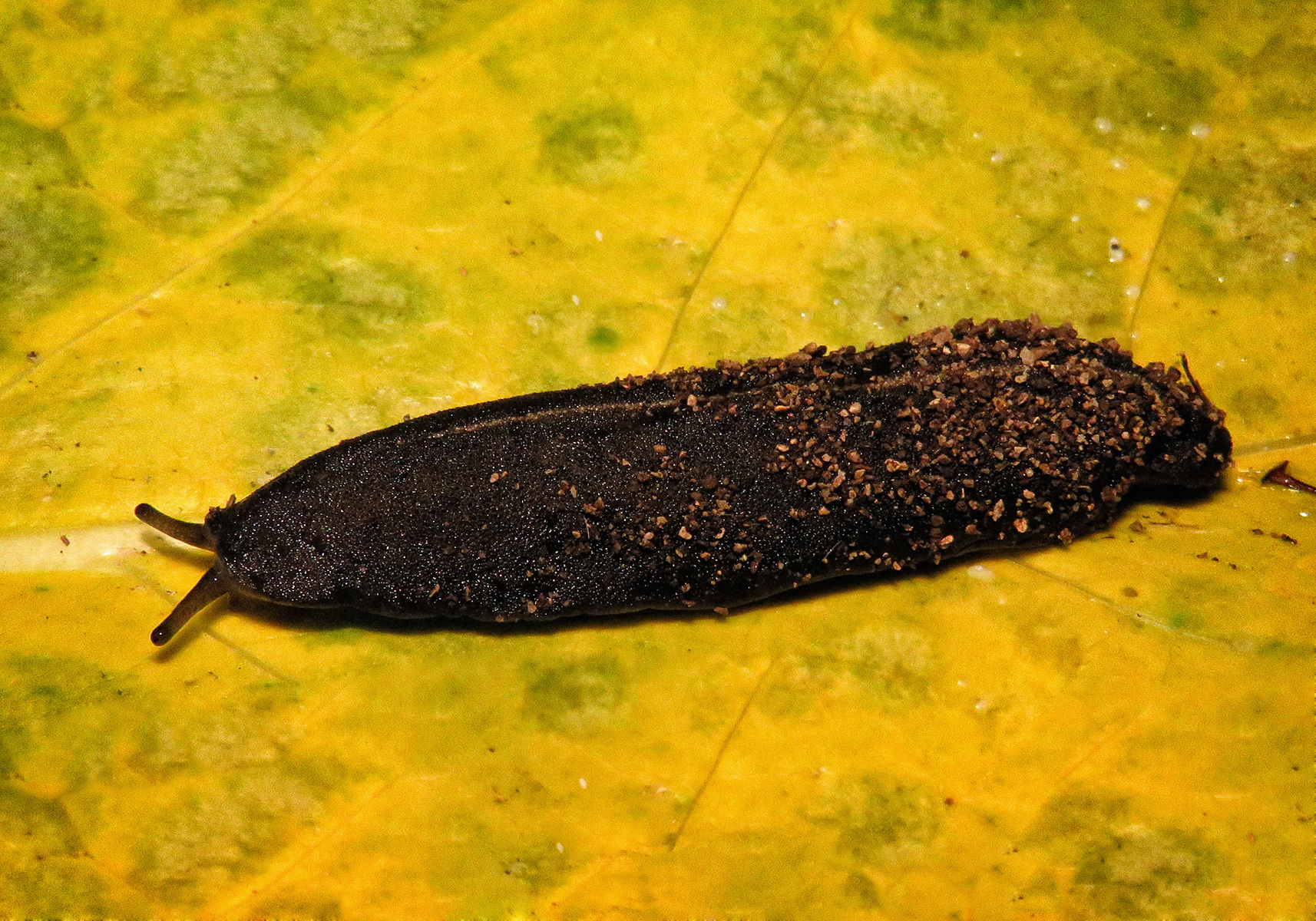 Tropical Leatherleaf Slug (Laevicaulis alte) - Bali Wildlife