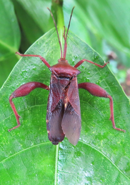 Leaf-footed Bugs (Mictis longicornis) - Bali Wildlife