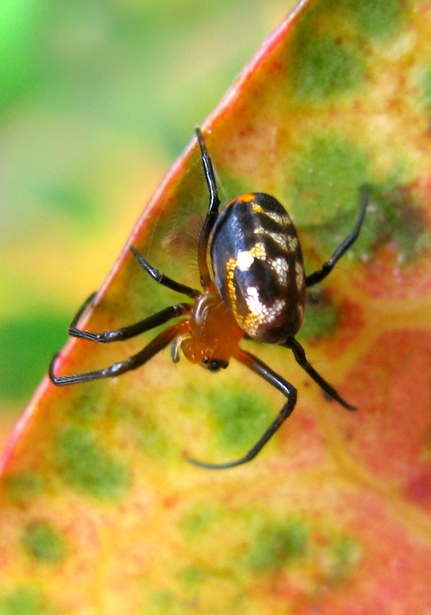 Pear-shaped Opadometa fastigata P2090844, This spider has t…