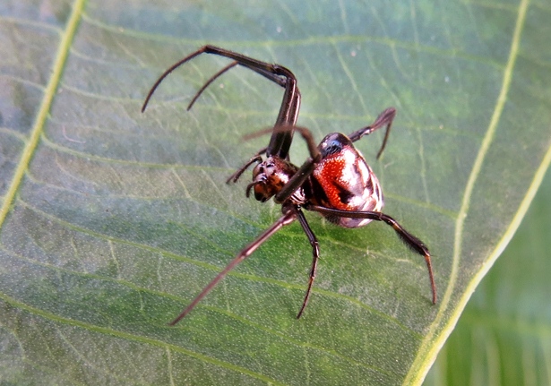 Pear-shaped Opadometa fastigata P2090844, This spider has t…