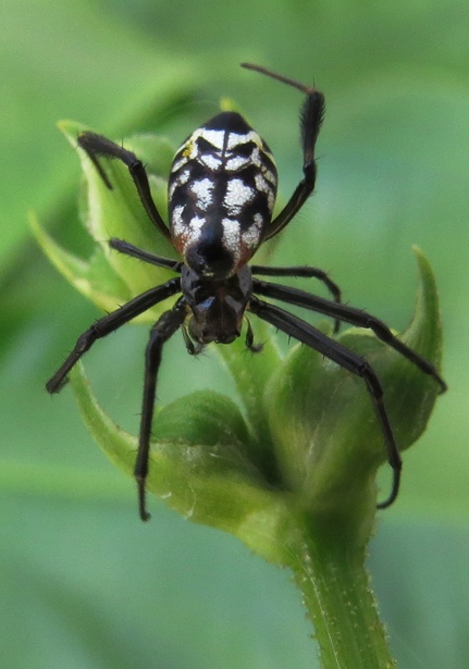 Pear-shaped Opadometa fastigata P2090844, This spider has t…